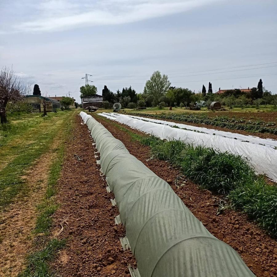 Agriturismo Il Cipresso Villa Vada Buitenkant foto