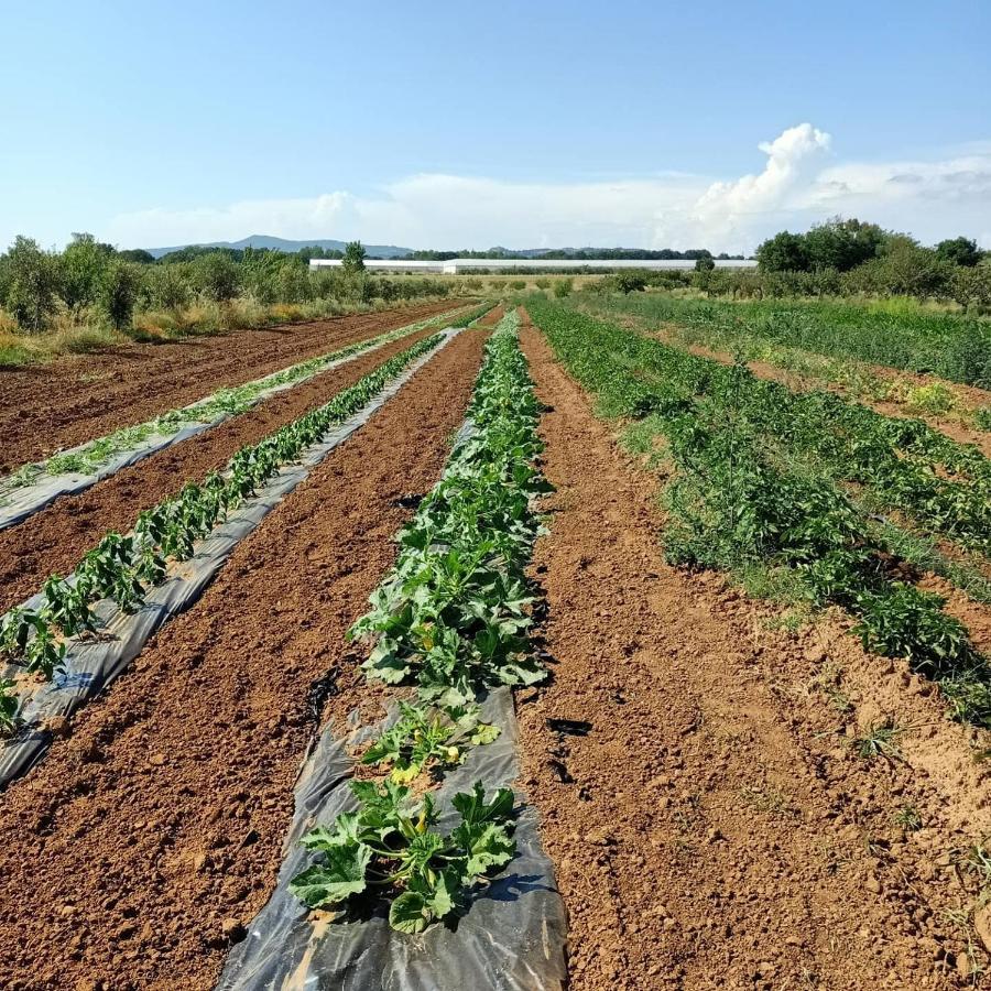 Agriturismo Il Cipresso Vada Buitenkant foto