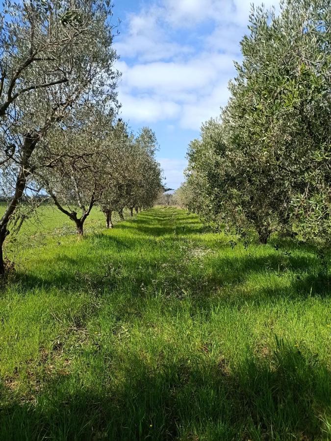 Agriturismo Il Cipresso Villa Vada Buitenkant foto