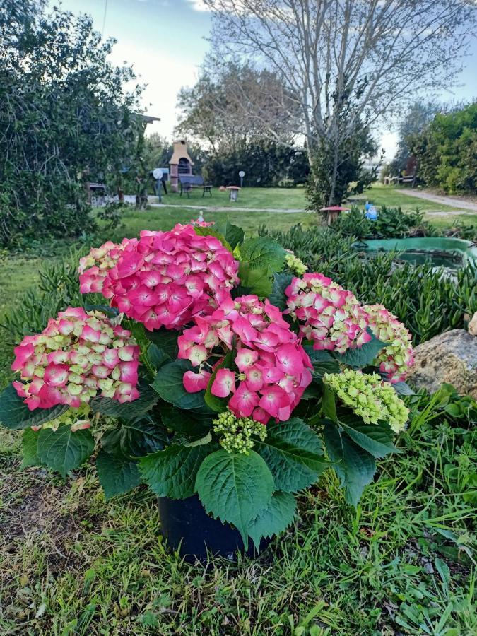 Agriturismo Il Cipresso Vada Buitenkant foto