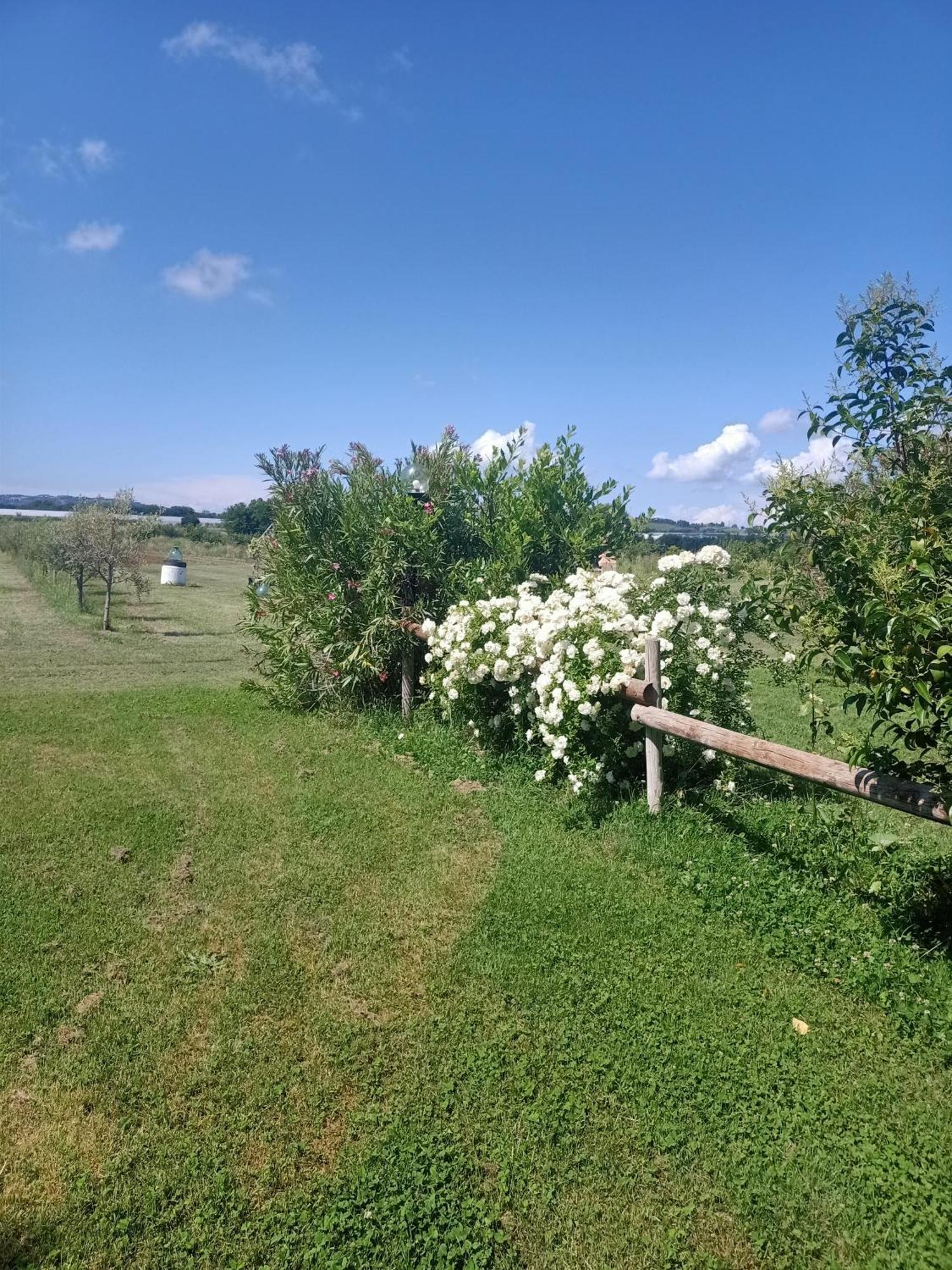 Agriturismo Il Cipresso Vada Buitenkant foto